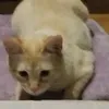 avaricekb
