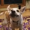 vetclinicdiary