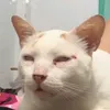 nhattumr