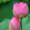 hoanganh99885