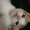 _lanhcte_08