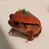 tomato___frog