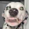 burberrythedog