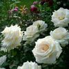 user685209761