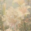 estera__013