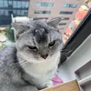 fgfgdangoday