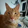 fillebille5