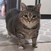 kucing_gemoy747