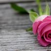 safa_alroh.1