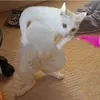 dwerfw.qq