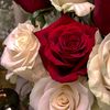 roose_91