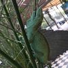 grabforks