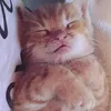leilladeagon
