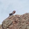 rockslinginjones