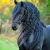 aseer_azemn515