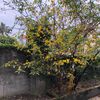 phamhang1479