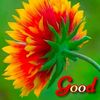 user711201460