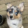 loki_mini.aussie