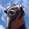 titotheraccoon