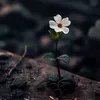 yamy94