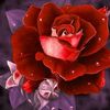 user08118269