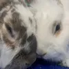 bunbuncentral