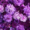 raoulmostafa24