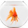 ferril_herring