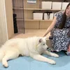 kitsunesan_ym