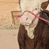 🥰🐑موال صغير ،🐄🐃🐂