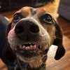 heckindog