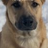 lucys_k9_mom