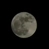 vucak_2