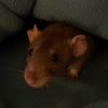 ratmamajamba