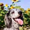 DooleyThePoodle