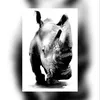 rhinocerosgroup