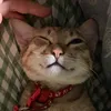 nhoailinh21