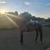 kajci_equest10