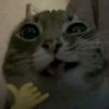 bulut_ismycat