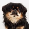 Henry the Pekingese
