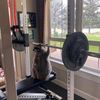deceased_raccoon