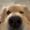 bella.thedog88