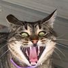 kittybisquits
