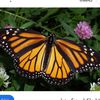 butterfly3333.3