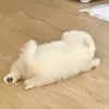 hayhaywhoru