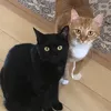 マオミと主人の日常