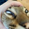 bleachieneechie