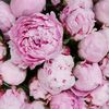 vijay_6480