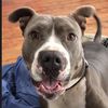 bubberthebluepit