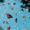 butterfly_ml